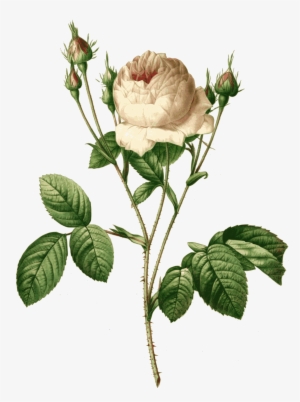 Redoute Rosa Centifolia Carnea Color With Rosa - Giclee Painting: Redouté's Rosa Centifolia Carnea, #4064992