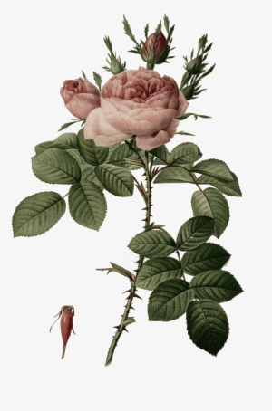 Big Image Png With Rosa - Pierre Joseph Redoute Roses Png #4065074