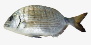 Chopa A La Sidra - Chopa Pescado #4066445