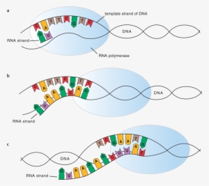 Observa Que Sólo Se Muestran Aquí Las Bases Que Participan - Diagram #4066518