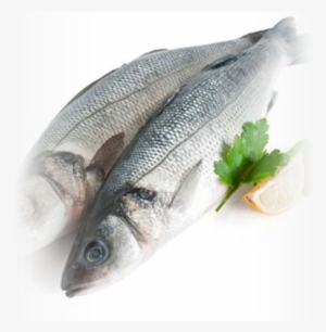 Fishes Fresh #4066841