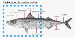 Mackerel Fillets - Pacific Sturgeon #4066988