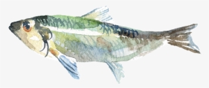 Acuarela Pintada A Mano Pescado Png Transparente - Watercolor Painting #4067276