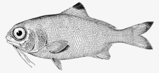 Cuando El Padre, Afablemente, Nos Dice Que Ha Comprado - Devonian Period Ray Finned Fish #4067385