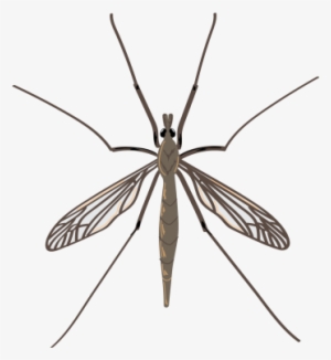 Crane Fly - Transparent Wing Fly #4068662