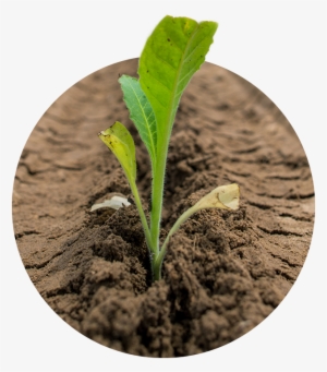 Our Tobacco Is Valued By Manufacturers Worldwide For - Herbaceous Plant #4068875