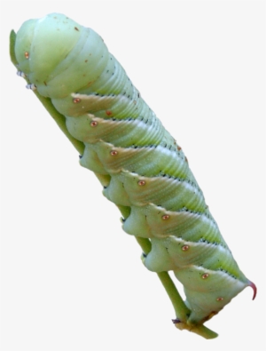 Tobacco Hornworm - Caterpillar Tobacco Hornworm Png #4068900
