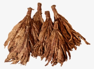 Burley Tobacco - Burley #4068923