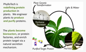 Maize Seed Protein Factories - Antimicrobial Proteins In Plants #4069340