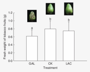 Fresh Weights Of Common Tobacco Plant Fruits Treated - Lactose #4069550