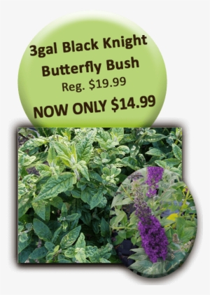 Black Knight Butterfly Bush - Indiana State University #4070578