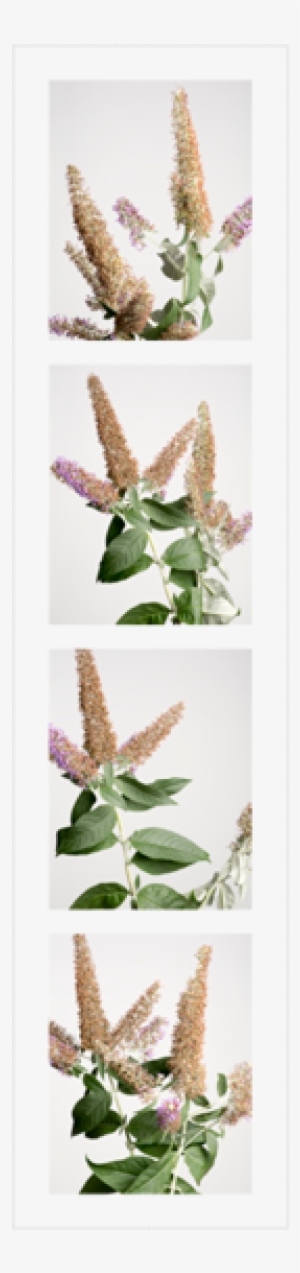 Butterfly Bushes3 - Portable Network Graphics #4070715