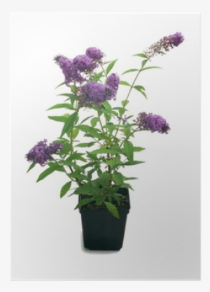 Summer Lilac #4070817