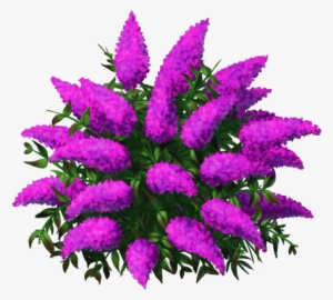 Butterflybushblue3 - Flower #4070906