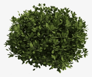 Green Bush Png - Shrubs Clipart Transparent Background #4071534