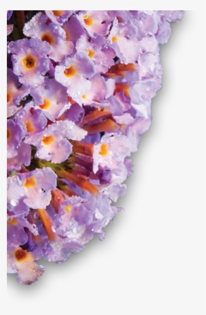 The New Buzz Butterfly Bush - Buddleia #4071572