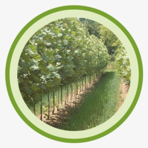 Johnson's Gardens Cedarburg Wisconsin Garden Center - Johnson's Gardens #4071640