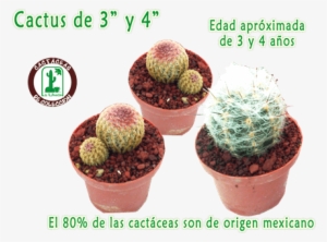 Cactus La Union Cactus La Union - Flowerpot #4073652