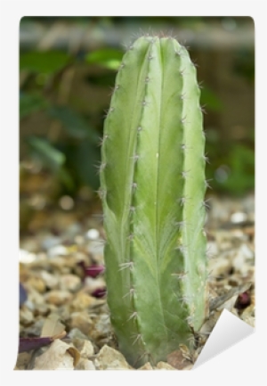 Fotomural Mexicano Cactus Polaskia Chichipe • Pixers® - Polaskia #4073677