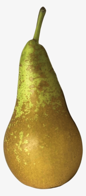 Bosc Pears 3 Units - Paron, Arkansas #4074168 Bosc Pears 3 Units - Paron, Arkansas #4074168