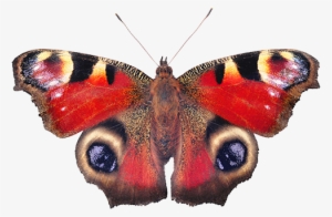 Sin Embargo, La Delicada Belleza De Las Alas De Mariposa - Peacock Butterfly #4074331