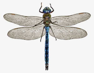 Anax Imperator Leach, - Imagen De Una Libelula #4074385