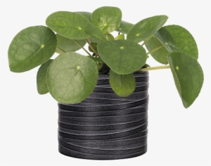 Capi Nature Loop Indoor - Planten Pannenkoekplant (pilea Peperomioides) D 12 #4075357