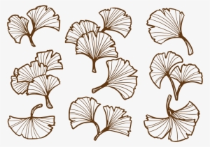 Ginkgo Leaf Transparent Background Png #4075459