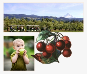 1992the Hood River County Fruit Loop Is Organized, - Cherry Ripe Cherries Fruit Square Sticker 3" X 3" #4076034