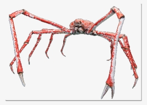 Cangrejo Araña Gigante - Japanese Spider Crab Mug #4076498