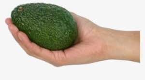 Anterior Siguiente - Avocado #4076926