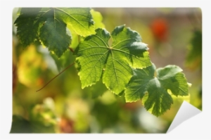 Vitis #4078595