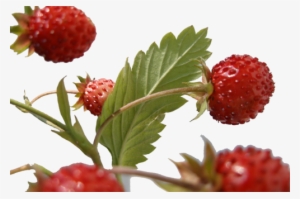 Wild Strawberry - Wild Natural Strawberries #4078692