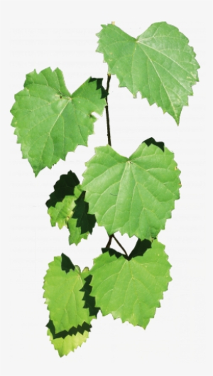 Louisiana State Arboretum State Preservation Area #4079126