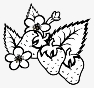 Strawberry Plant Black And White #4079415