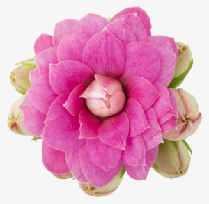 Queen R Roseflowers R Kalanchoe Interspecific Hybrid #4079807