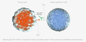Non Small Cell Lung Cancer - Pd-l1 #4079915