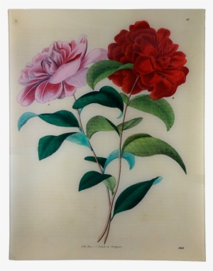 Astier De Villatte Plate Flower #4079963