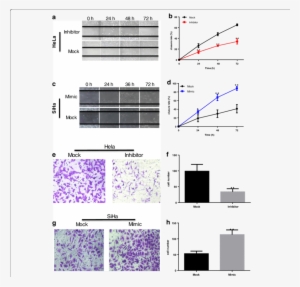 Mir 486 5p Promotes Cervical Cancer Cell Migration - Diagram #4079964