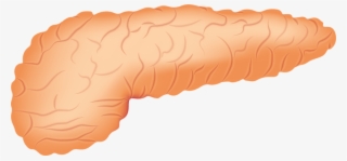 Killer Cell Immunotherapy Shows Promise For Treating - Pancreas Png #4080013