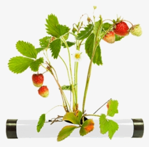 Mint Plant - Soil #4080031