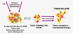 Identification Of Cancer Stem Cells In Brain Tumors - Chemotherapy #4080033