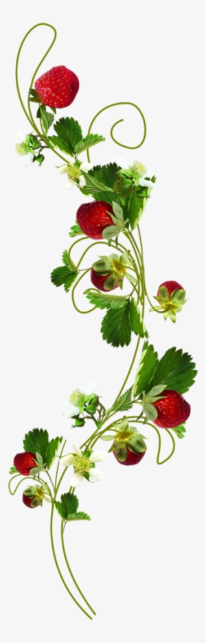 Ch B *✿* Strawberry Patch, Strawberry Shortcake, Strawberry - Ramos De Morango Png #4080111