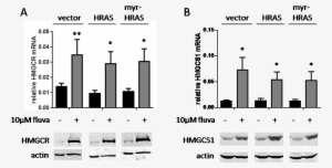 Statin-induced Cancer Cell Death Can Be Mechanistically - Ras Subfamily #4080320