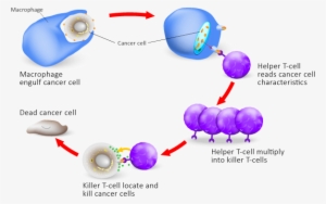 The Immune Cells Need To Be Very Careful When Attacking - Cell Mediated Immune Response Model #4080345