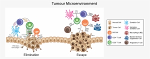 Crosstalk Between Cancer And Immune Cells - Immunosurveillance #4080615