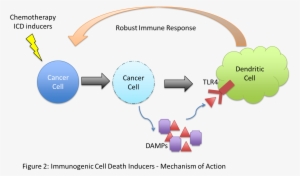 Research Into Immune Responses Against Cancer Has Demonstrated - Immunogenic Cell Death Icd #4080648