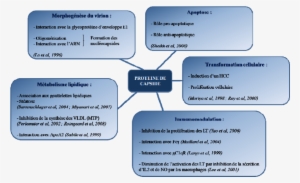 Fonctions Connues De La Protéine De Capside Du Vhc - Hepatitis C Virus #4080958