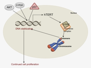 Cancer Cells This Protein Is Highly Overexpressed And - Dna Vector #4081187