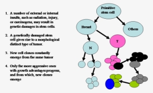 Evolution Of Breast Cancer #4081393